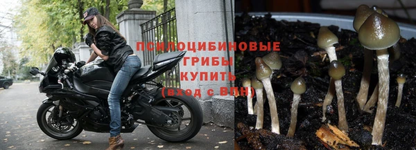 индика Беломорск